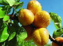 供应杏树苗的栽种及管理方法|怎样选择杏树苗的好坏|河南杏树苗_农副产品